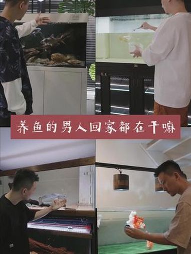 养鱼的男人回家都在干嘛?养鱼日记 巴卡雷龙 金鱼 龙鱼 水鸦鱼缸