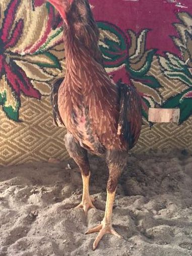 公鸡中的战斗机 公鸡中的战斗机欧耶 母鸡中的战斗鸡