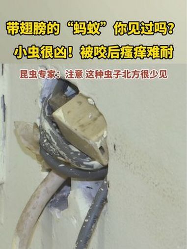 8月29日,黑龙江哈尔滨。居民家发现大量带翅膀的“蚂蚁”,小虫很凶!