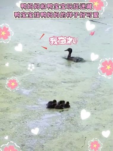 鸭妈妈和鸭宝宝玩捉迷藏,鸭宝宝找鸭妈妈的样子好可爱～