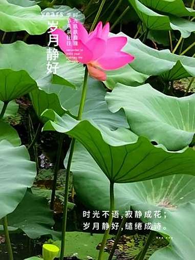 荷花 岁月静好 荷塘美景 大自然的美丽风景