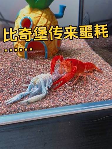 比奇堡传来了噩耗……海绵宝宝 派大星跳舞 万物可爱计划 现实版比奇堡 海缸日记