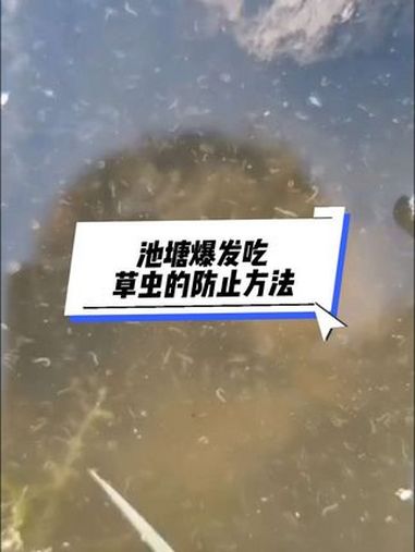 热门 四大家鱼养殖 鱼虾蟹养殖技术 水产养殖技术 @抖音热点