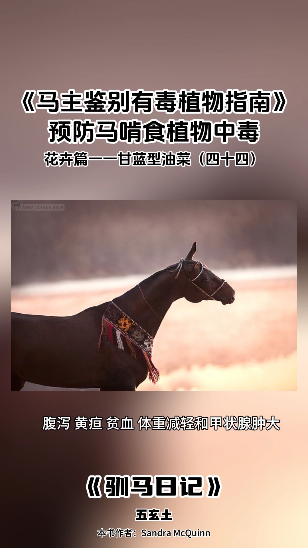花卉篇一一甘蓝型油菜 (四十四)