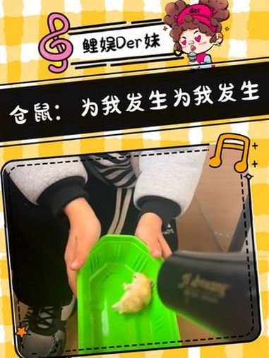 虽然不道德 但是……飞起来的那一下 真的没忍住 万万没想到 仓鼠 娱乐评论大赏