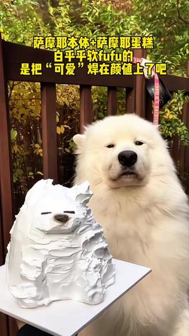 祝我家狗宝宝生日快乐 萨摩耶 狗狗 狗狗生日