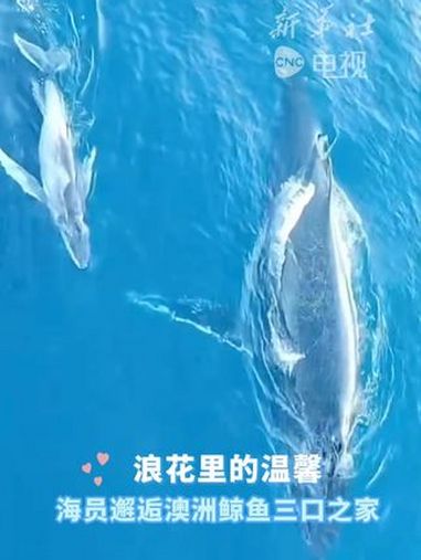 浪花里的温馨 海员邂逅澳洲鲸鱼三口之家 鲸鱼 海洋动物 大海