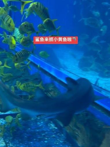 鲨鱼和犁头鳐自己在抓鱼吃啦……海洋馆 鱼缸里的大自然 鲨鱼 济南融创海世界