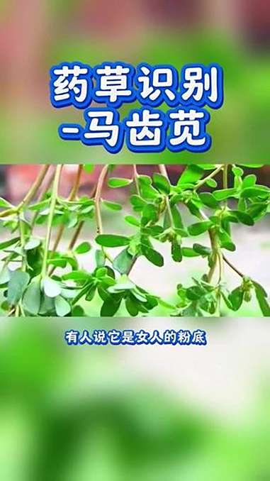 药草识别-马齿苋;别名:马齿菜、蚂蚱菜、五行菜、长命菜、五行草等,是马齿苋科马齿苋属一年生