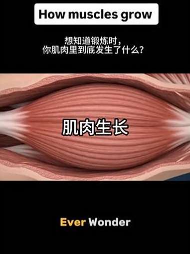 肌肉生长 万物即可种草搜