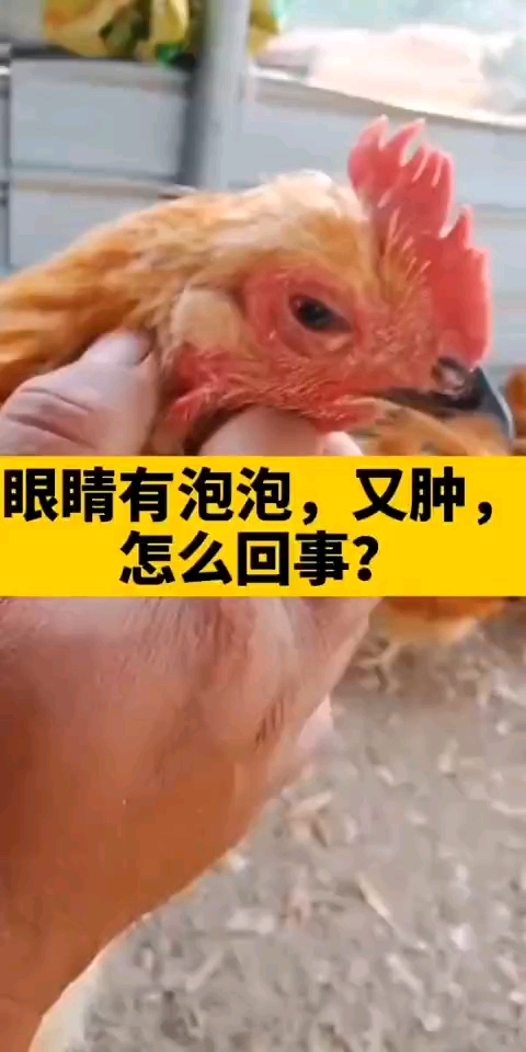 鸡支原体症状了解一下