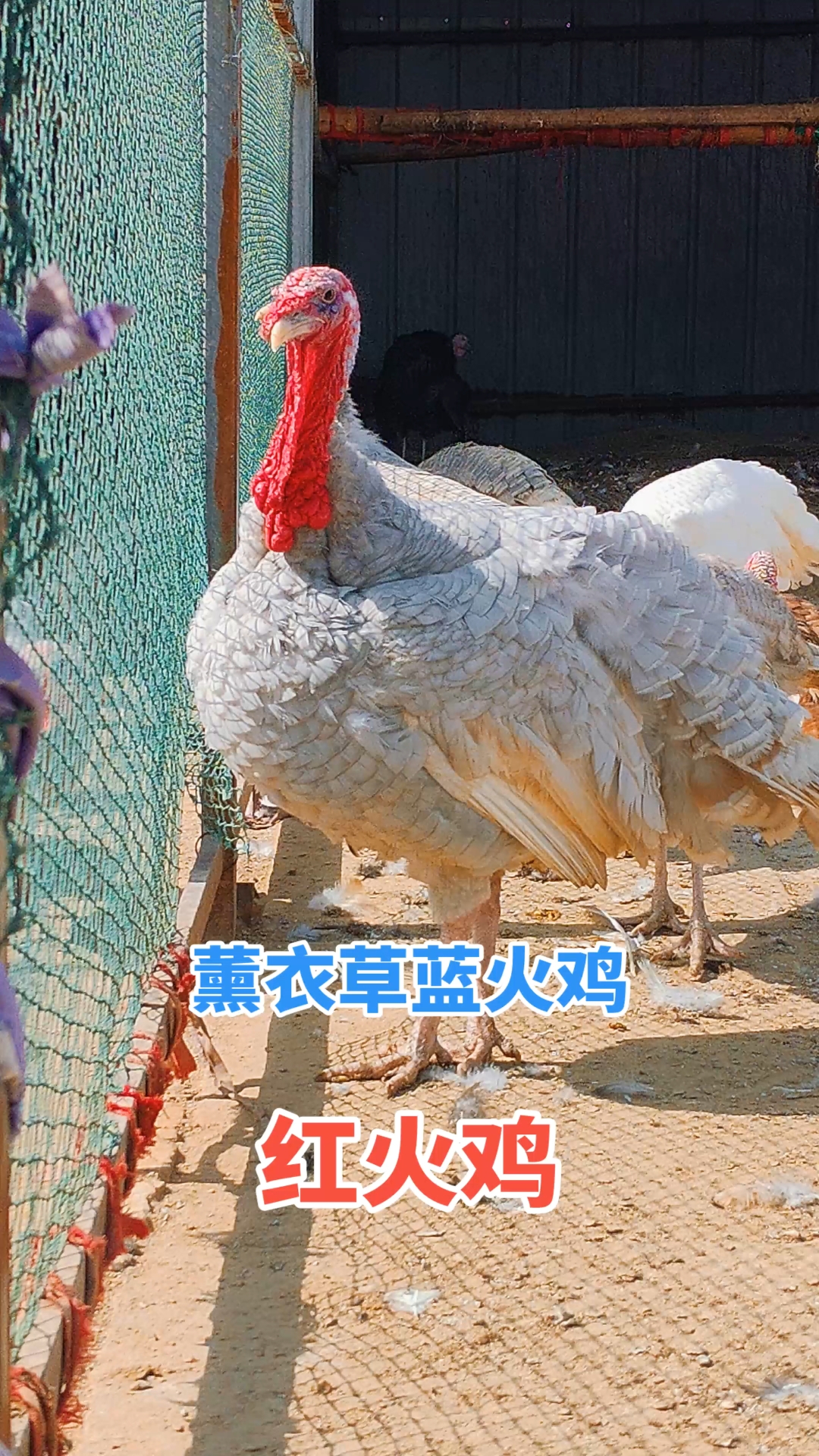 彩色火鸡