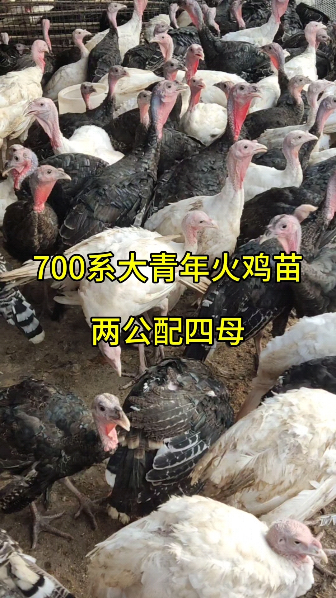 700系大青年火鸡太好养了