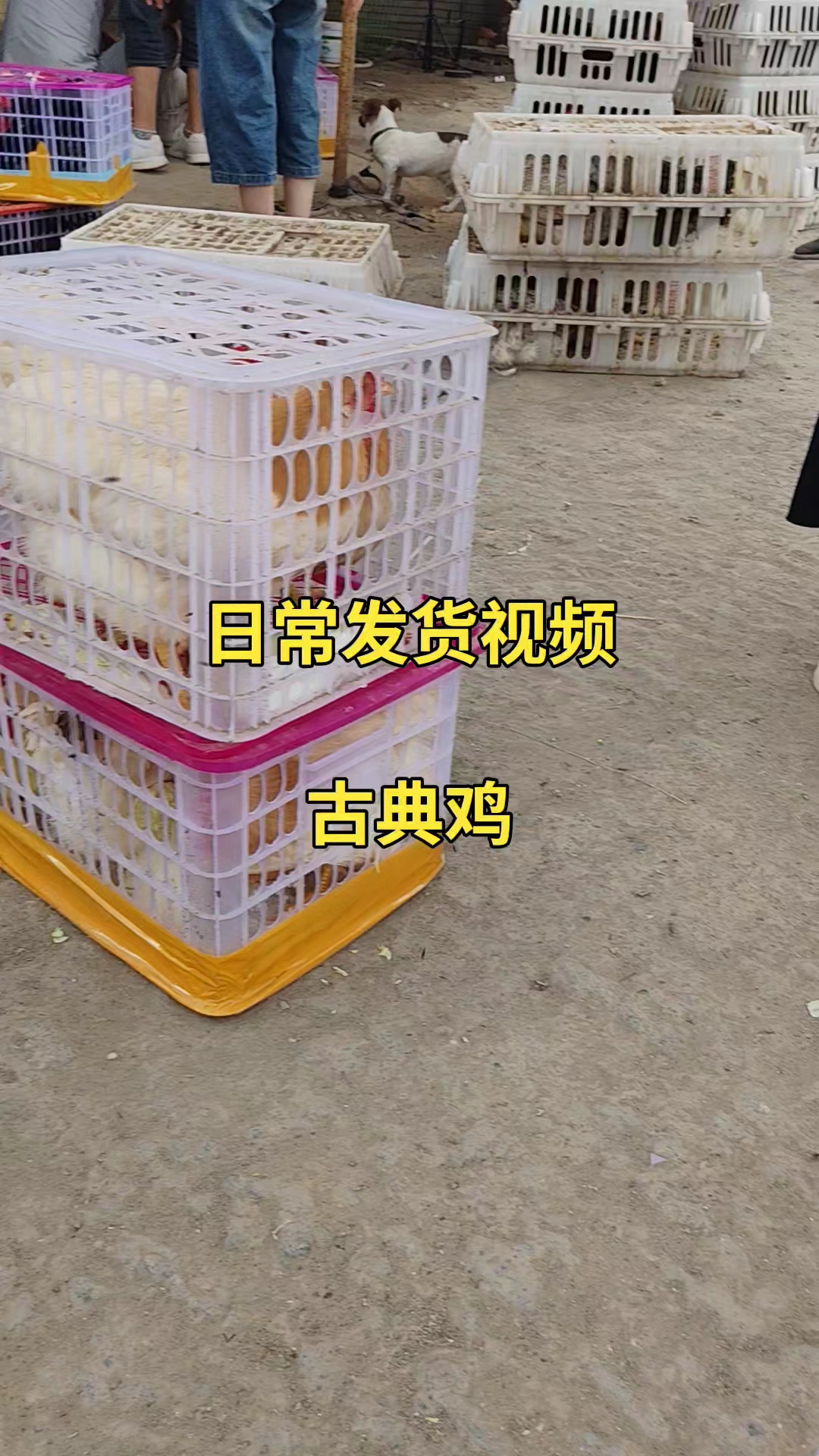 古典鸡