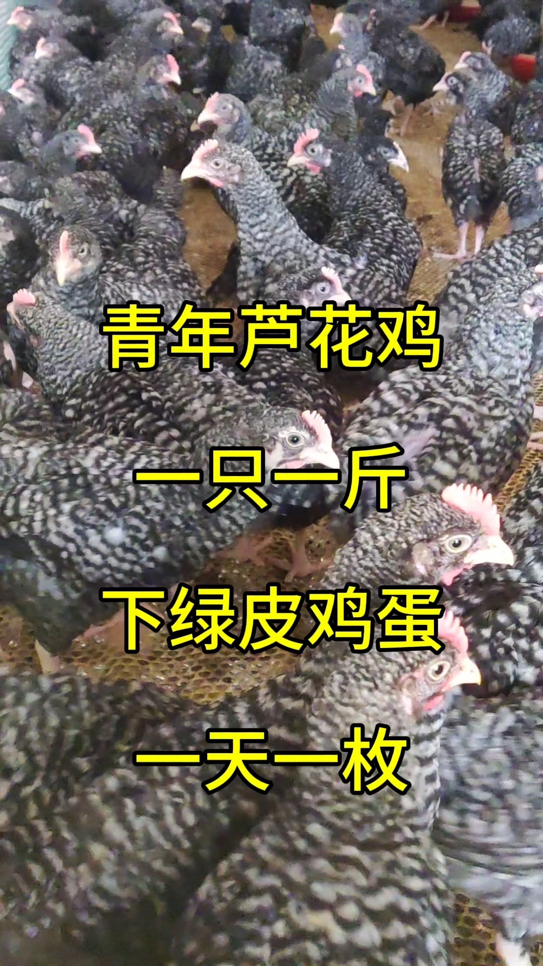 正宗汶上芦花鸡,产蛋之王一年能产多少蛋