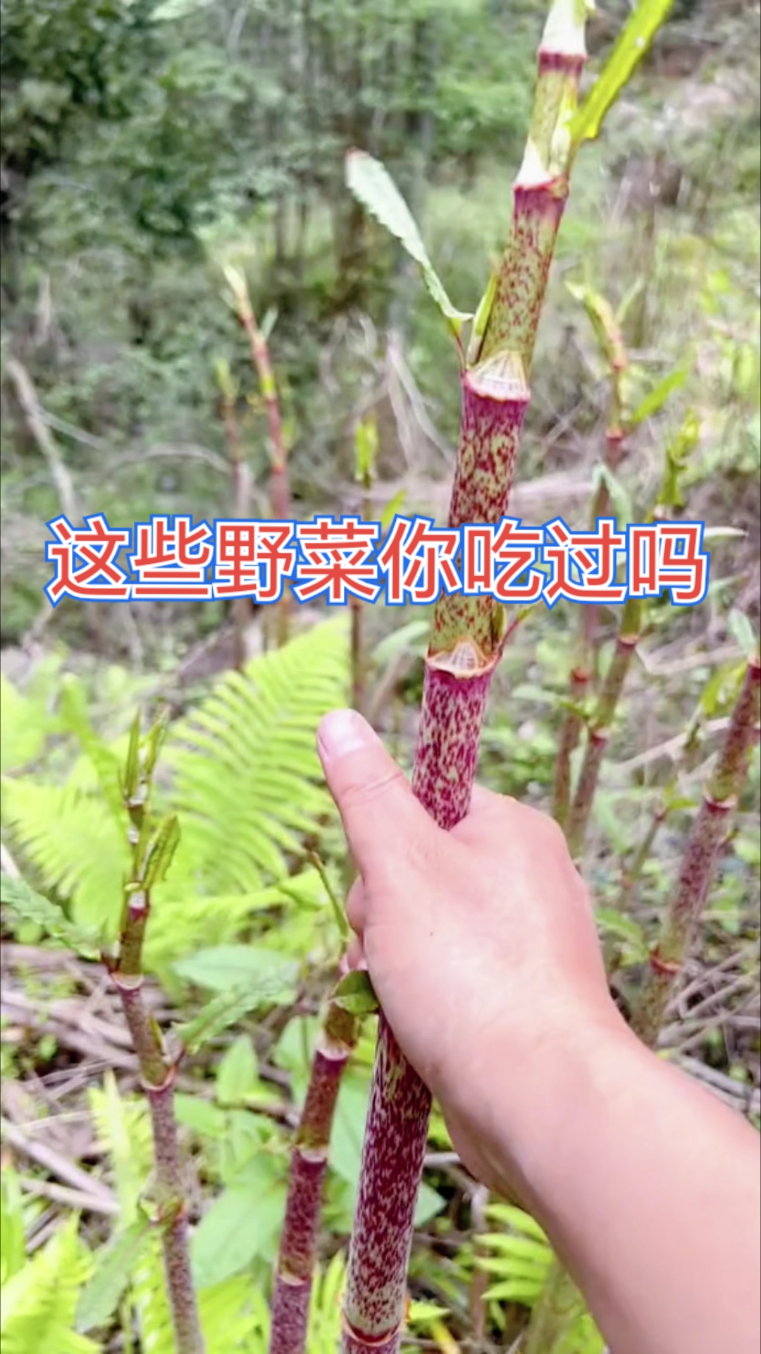 这些野菜你都吃过吗?
