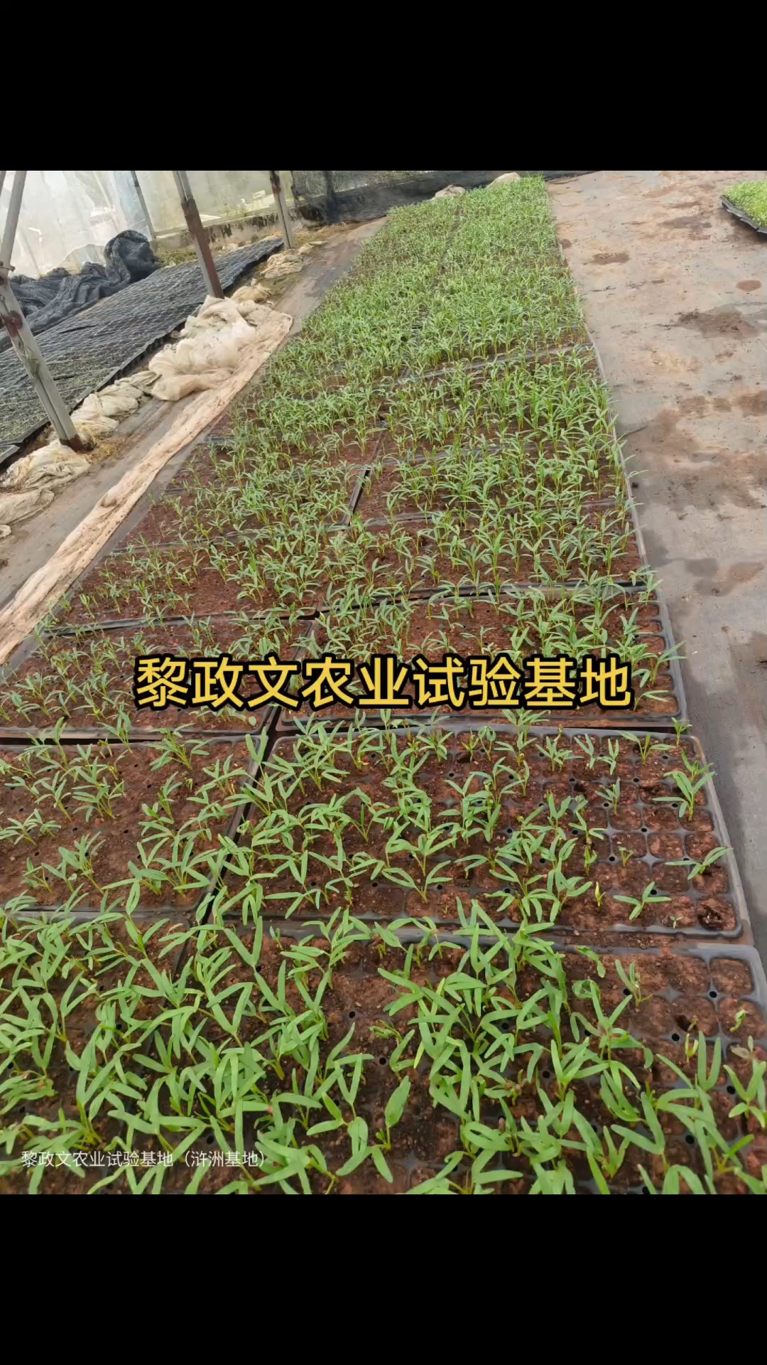 约吧约吧发财致富,黄心白梗芹菜#黎政文农业试验基地 #芹菜 