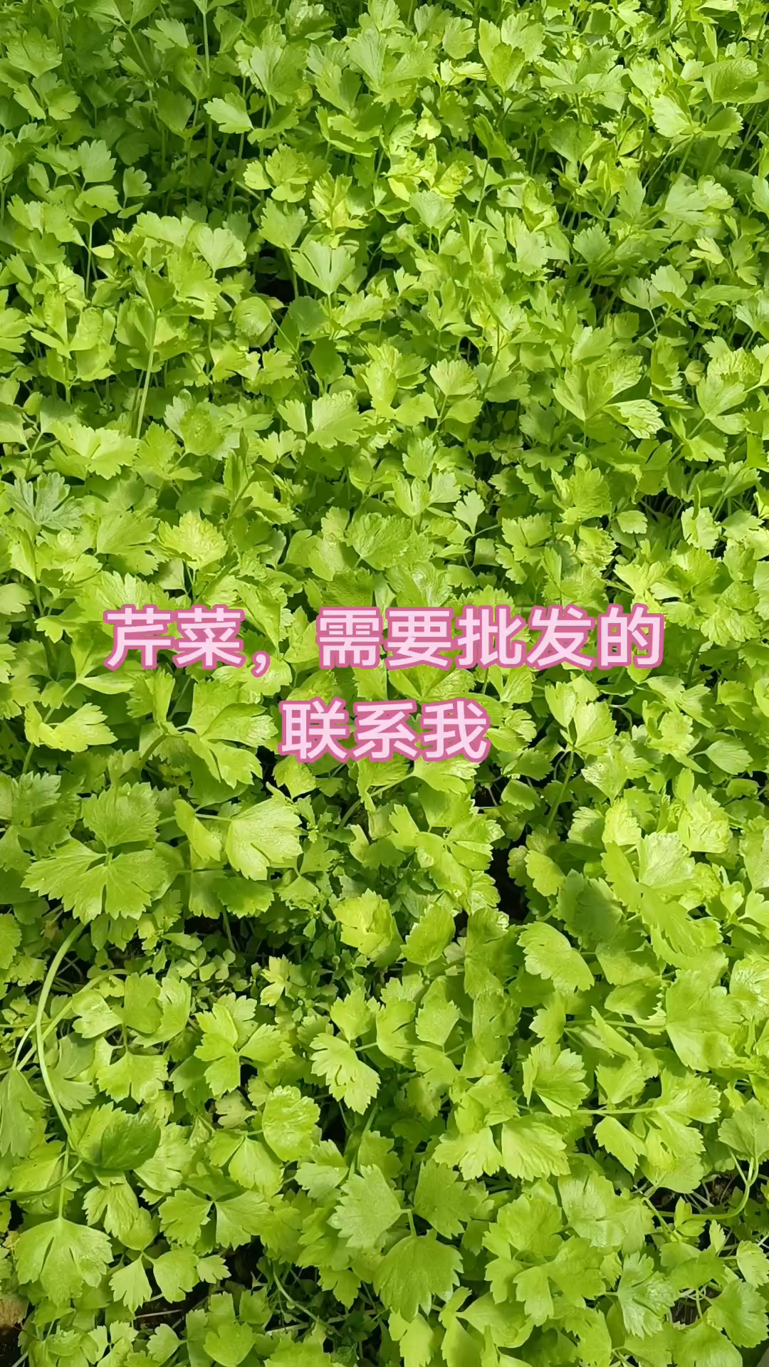 自有基地种植的芹菜,店铺档口电商批发,联系我#黎政文基地
