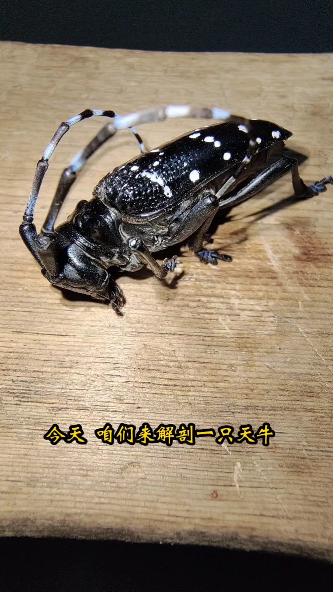 解剖一只星天牛，看天牛的身体结构