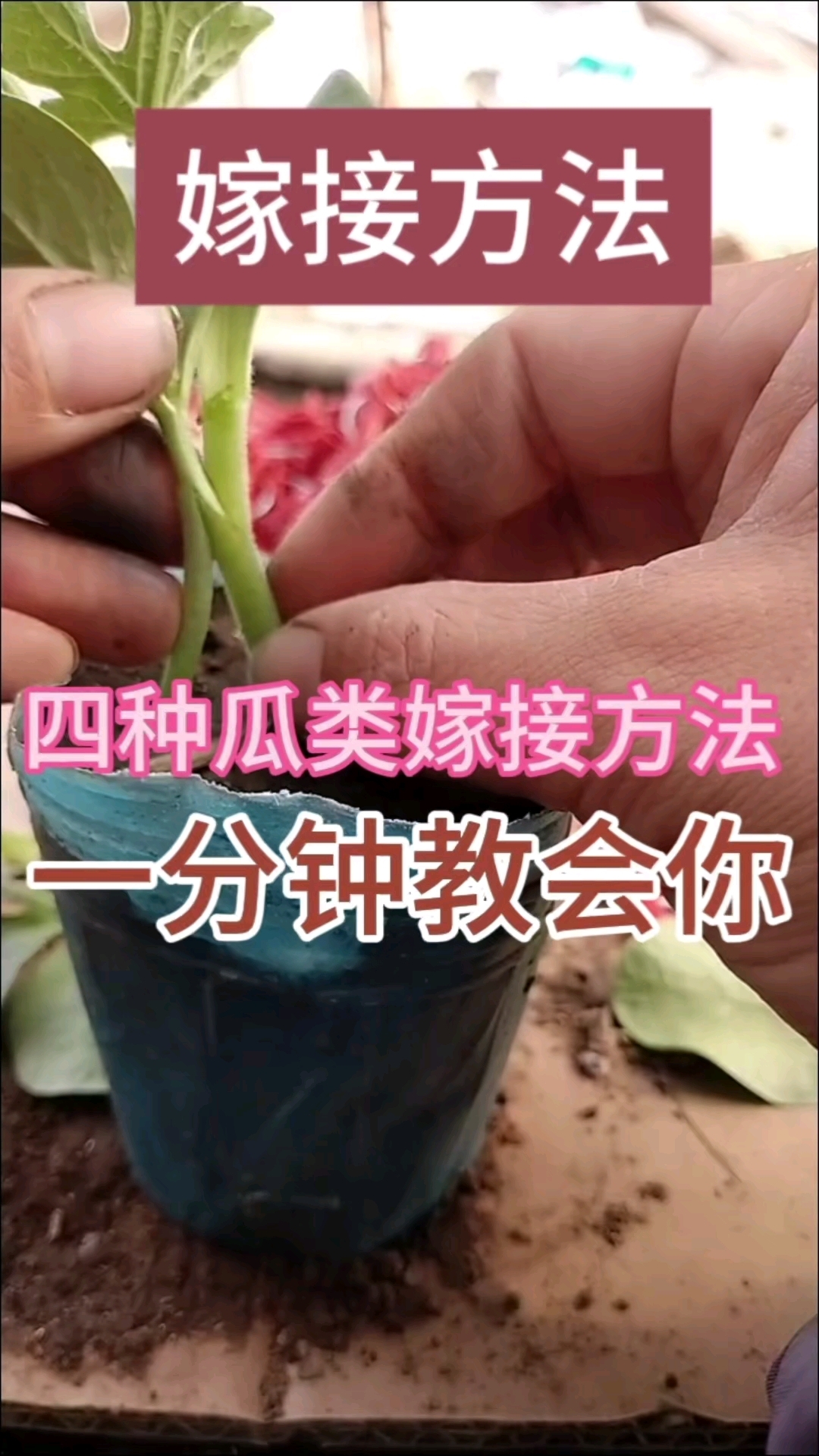 四种瓜类嫁接法#种植小技巧#蔬菜种植#西瓜种植#嫁接技术