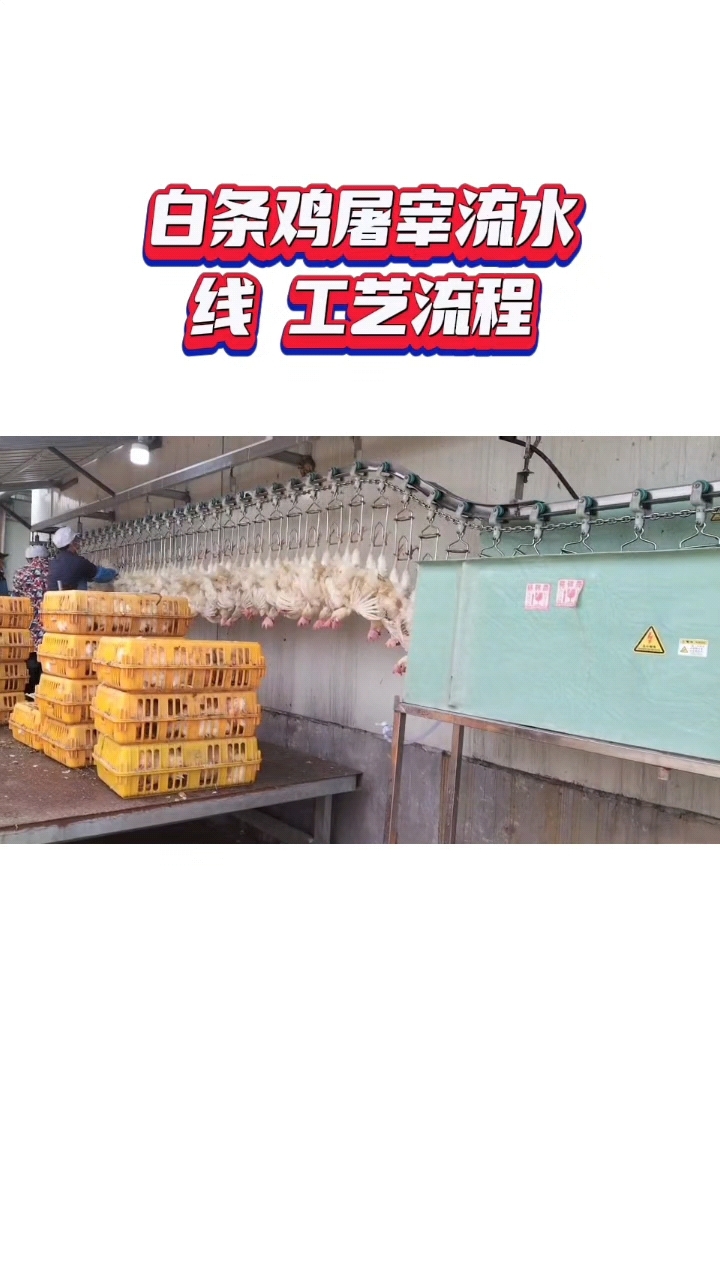 白条鸡屠宰流水线工艺流程整理上挂毛鸡电晕沥雪烫毛脱毛