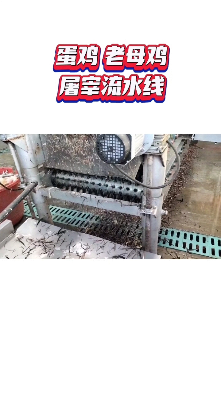 蛋鸡老母鸡屠宰流水线 烫池 卧式脱毛机