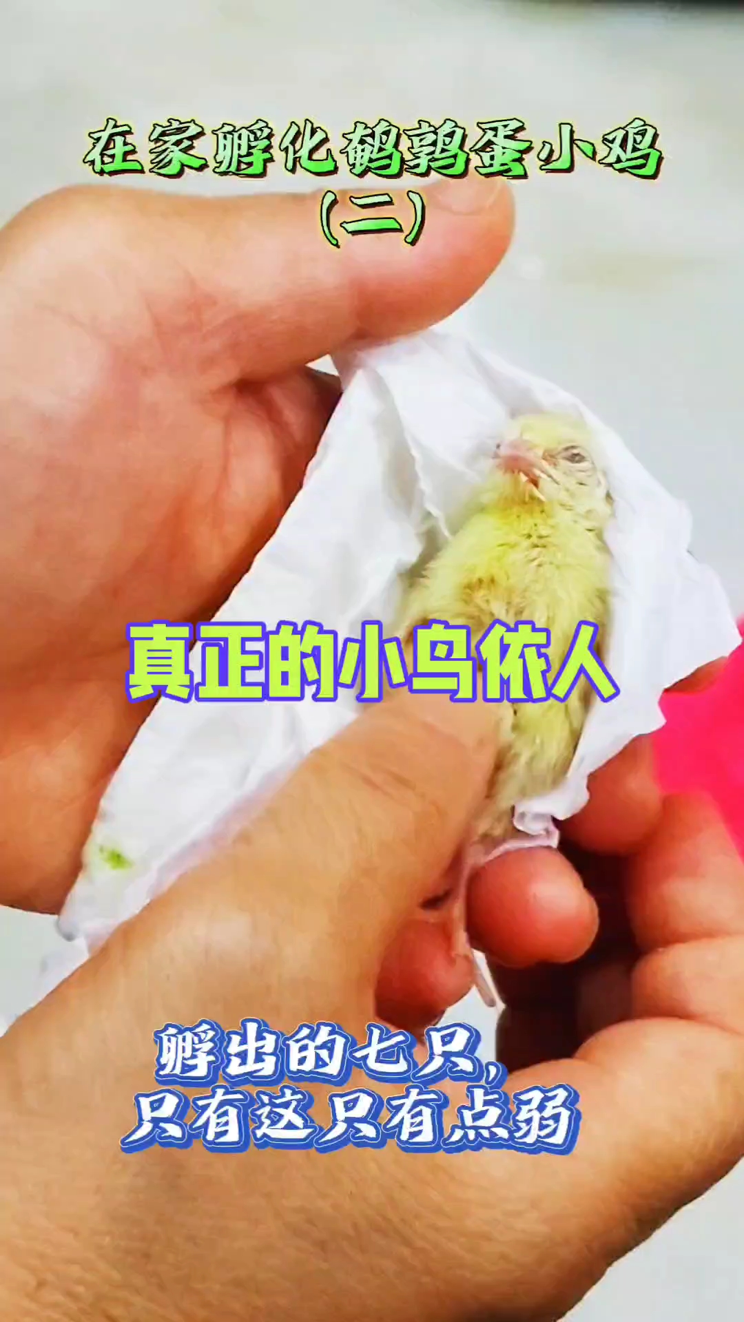 在家孵化出来的小鹌鹑鸡,这只最弱!