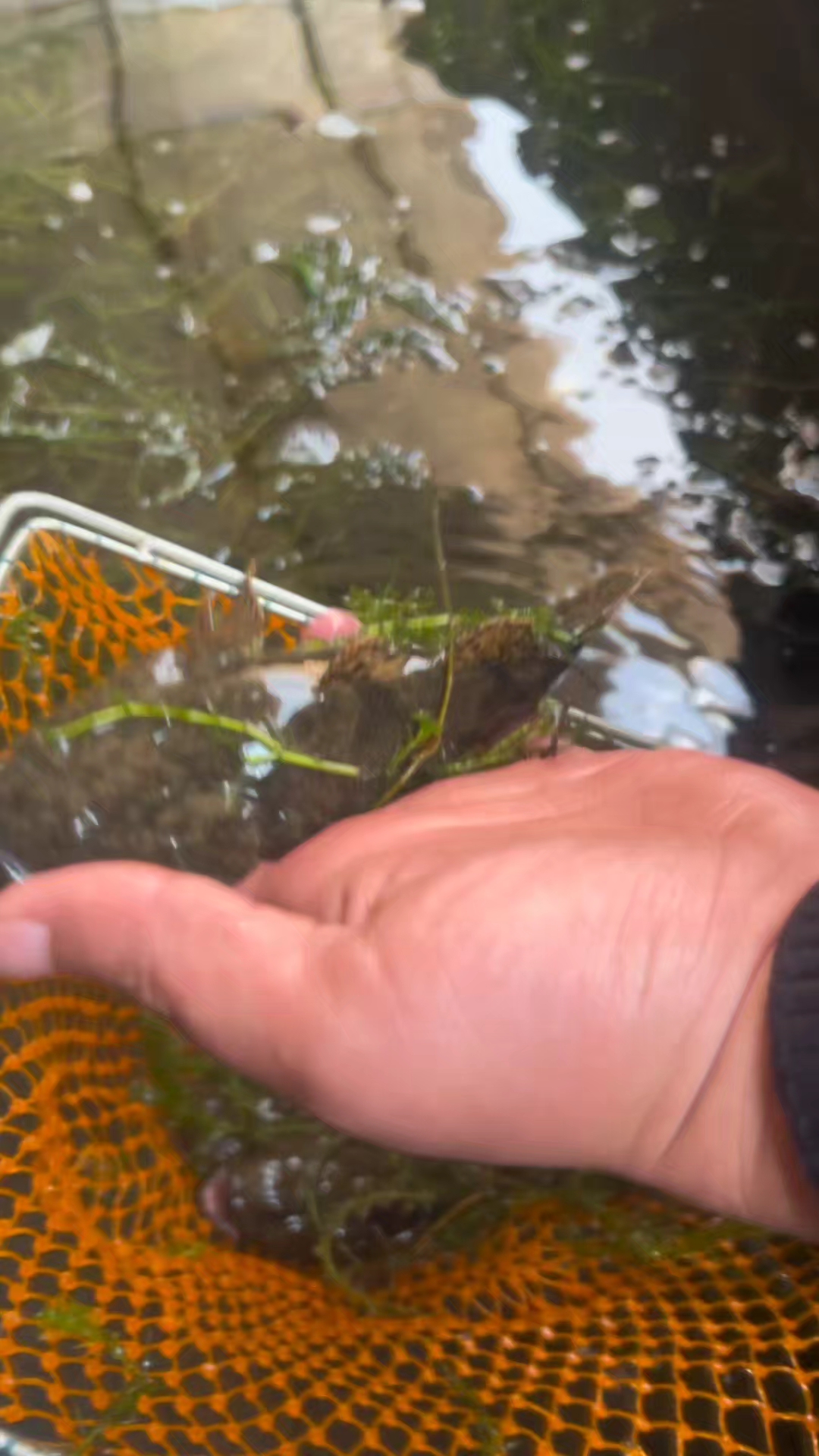 虎头鲨沙塘鳢土布鱼呆子鱼塘鲤鱼