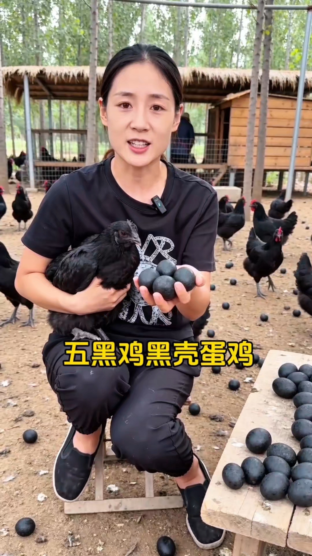 五黑鸡黑壳蛋鸡#五黑绿壳蛋鸡# #五黑鸡# #鸡苗#