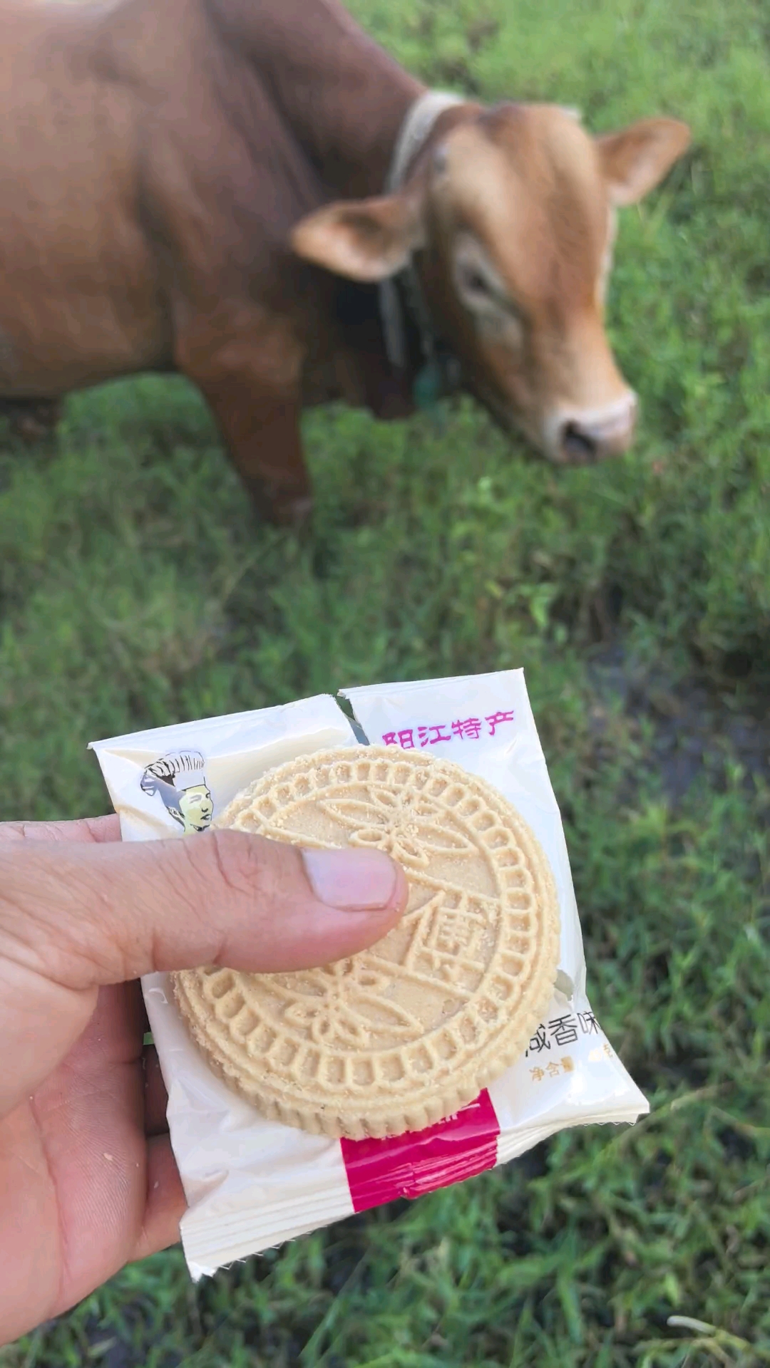 阳江炒米饼#萌宠#牛犊#农村养牛#黄牛#养牛人的生活