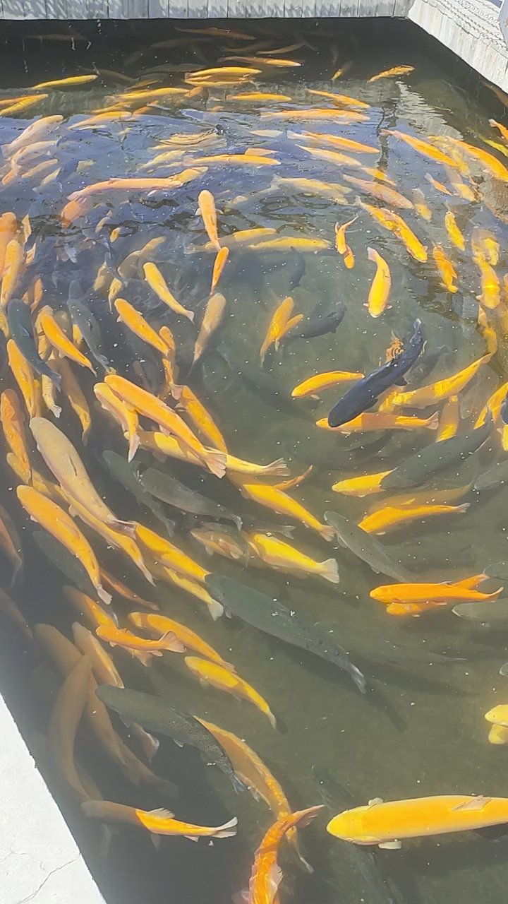鐏鱼戏水