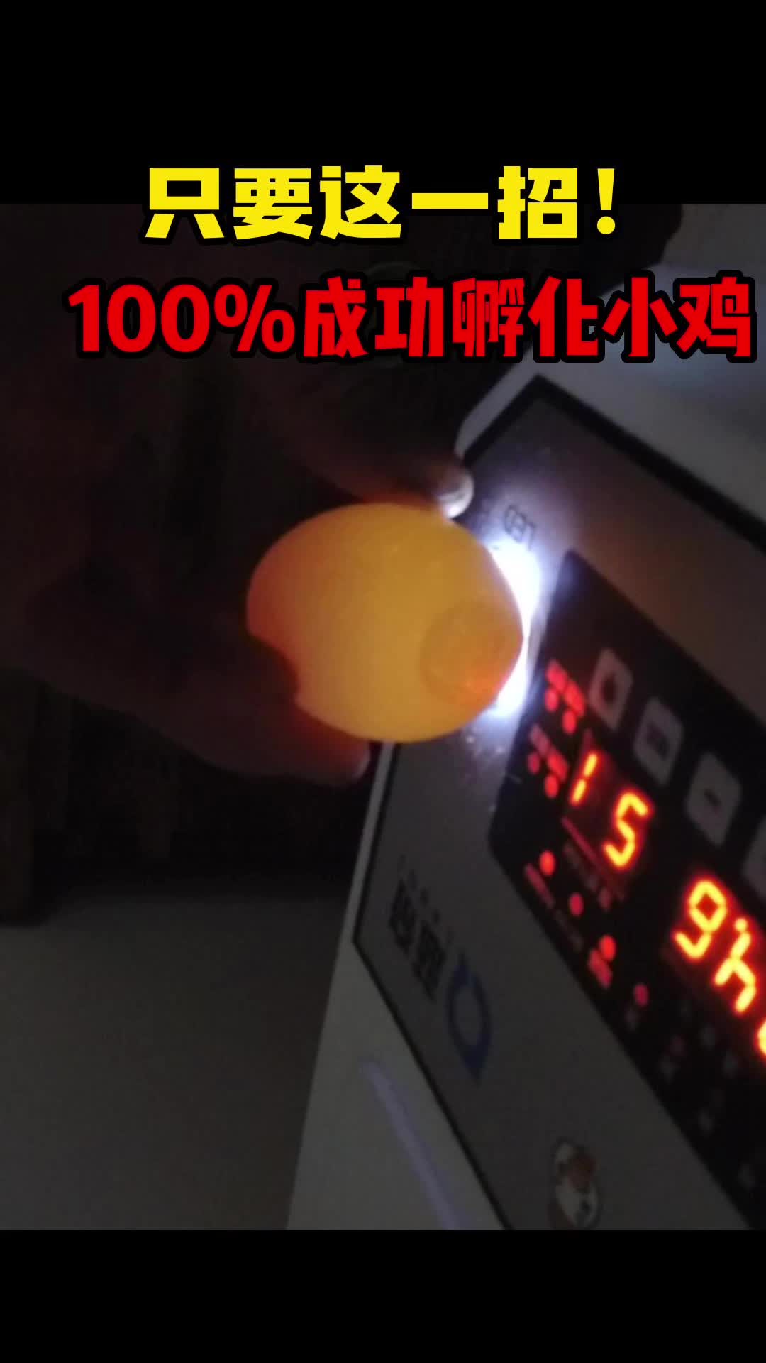 这样识别受精蛋,就能孵化出小鸡!