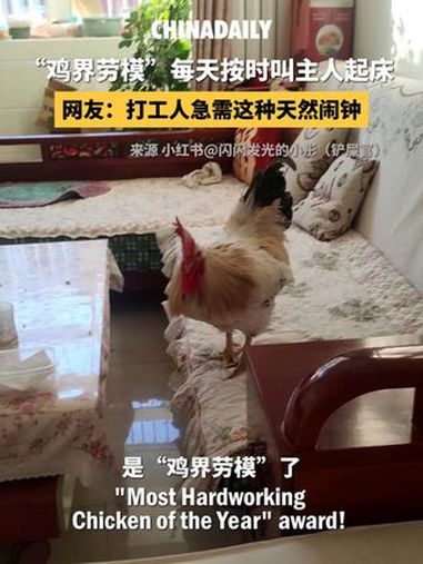 快看,这只大公鸡简直是“鸡界劳模”!每天早上准时跑来主人身边打鸣,妥妥是行走版的“天然闹钟