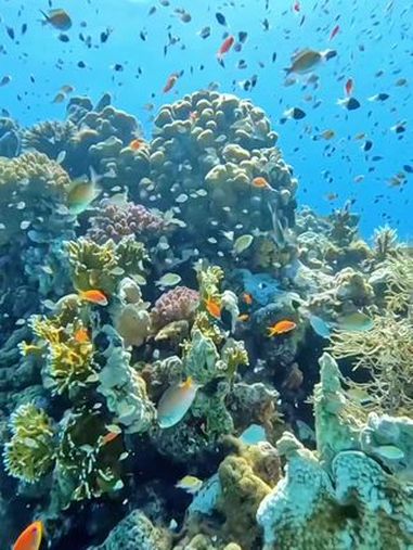 五彩缤纷的海底世界,风景如画的地方 一起看看海底世界 奇妙的海洋生物 鱼儿自由自在的水中游