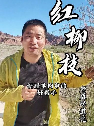 新疆穿羊肉串的红柳枝,我们来认识一下,天山大峡谷戈壁里 红柳枝 沙漠之花 识百草 植物科普