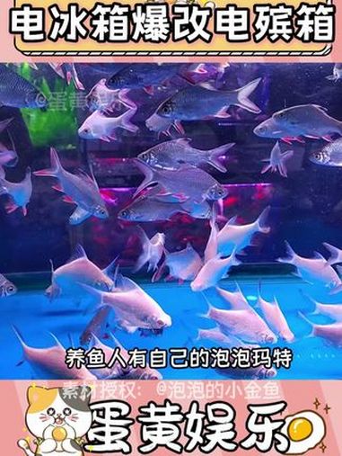 :我去服“冰”役了,等你们哦 没错,鱼鱼我解冻就能复活(开玩笑)素材授权:@泡泡的小金鱼 