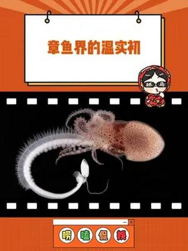 大自然神奇的繁殖规律 章鱼 动物繁衍