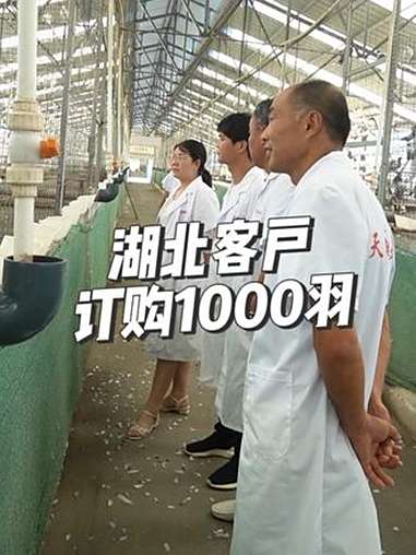 湖北客户参观考察后订购种鸽1000羽 肉鸽养殖 养鸽子 高产种鸽 农村养殖 家禽养殖