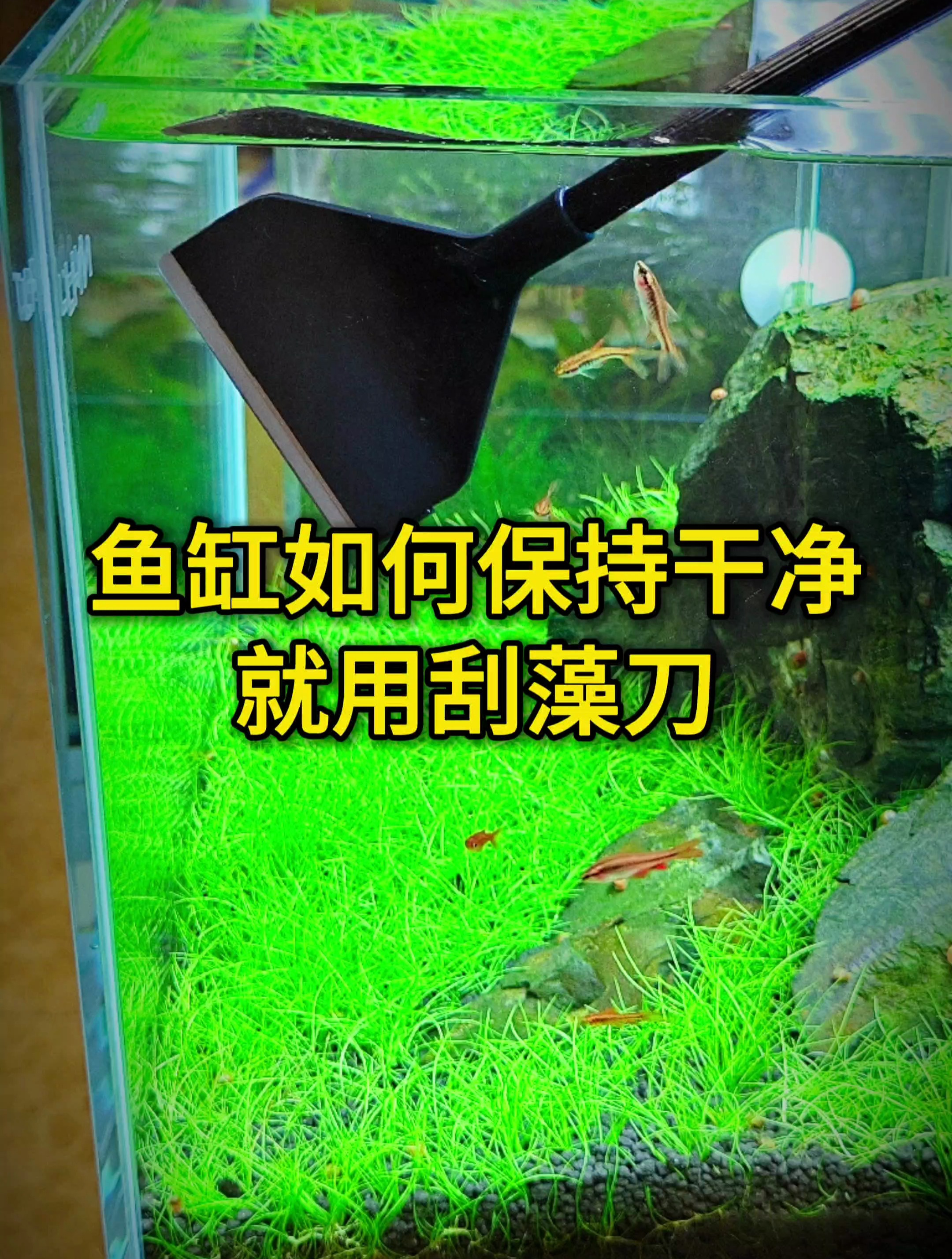 鱼缸长绿藻、褐藻,怎么清除干净?用这个工具就很简单