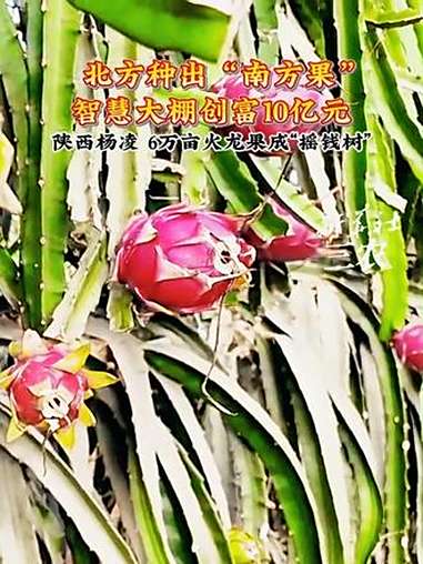 北方种出“南方果”!智慧大棚创富10亿元。陕西杨凌,6万亩火龙果成“摇钱树”。火龙果 陕西