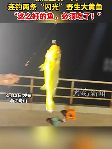 浙江鱼友一天 连钓两条“闪光”野生大黄鱼 “这么好的鱼，必须吃了！”