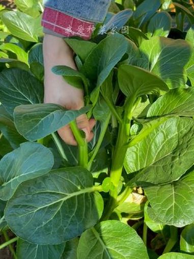 摘不完的甜脆菜心,您种了吗?蔬菜种子 田园生活 我的小菜园 种菜