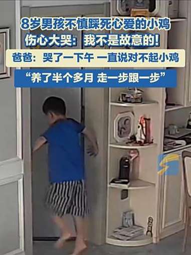 8月28日,河南新乡,8岁男孩不慎踩死心爱的小鸡大哭:“我不是故意的!”爸爸:哭了一下午,