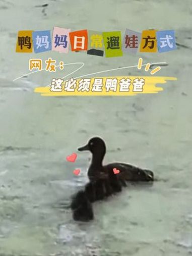 鸭妈妈日常遛娃方式 小鸭子找妈妈 动物的迷惑行为 开心一刻