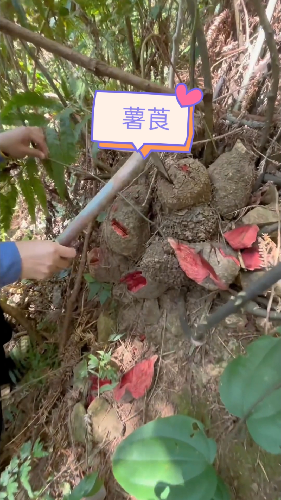 天然植物染色剂——薯莨