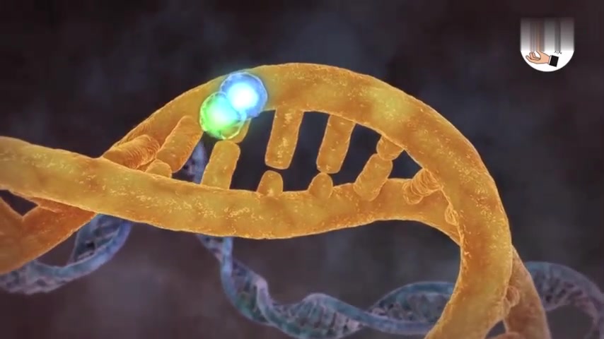 [图]神秘的人体微观世界,那些控制基因(DNA)活性的小开关!