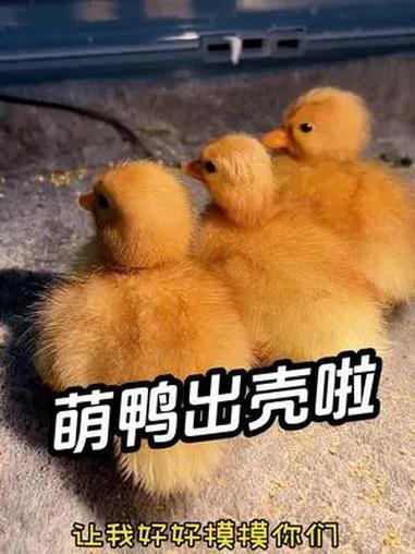 有没有宝子想我们的小鸭子了呢。我又被萌化啦 柯尔鸭 萌宠出道计划 人工孵化 萌宠vlog