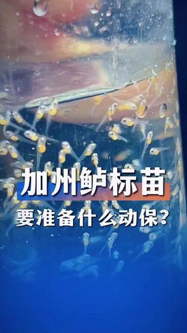 白金优鲈3号加州鲈鱼水花投喂第2天,其实标苗用不了多少动保,做好抗应激用好苗料就很省事 加
