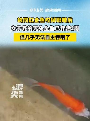 被同缸鱼咬掉眼睛后,女子养的无头鱼已存活了2周 被同缸鱼咬掉眼睛后,女子养的无头鱼已存活了