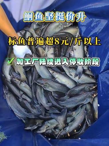 鮰鱼标鱼涨破8元/斤带动投苗热,却因流通与加工需求减弱,后续或小幅回调。水产养殖 鮰鱼 斑